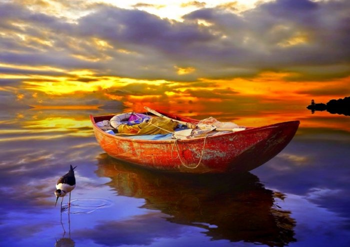 Gull At Sunset